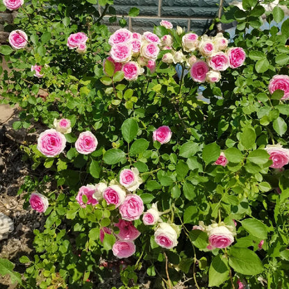 Mini Eden French Garden Climbing Rose