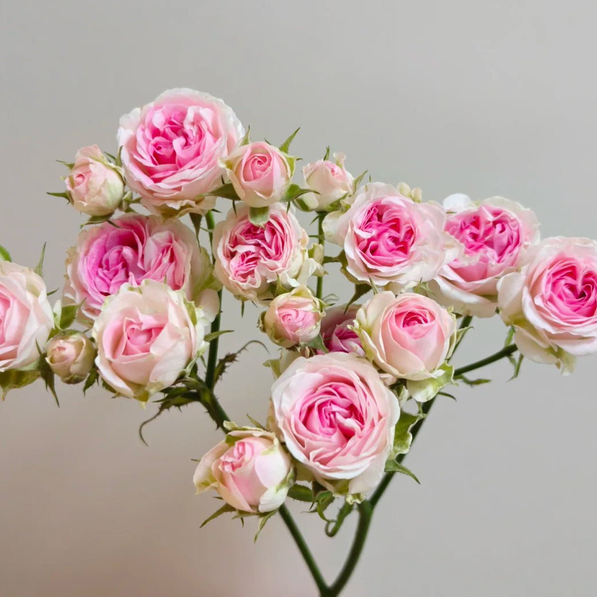 Mini Eden French Garden Climbing Rose