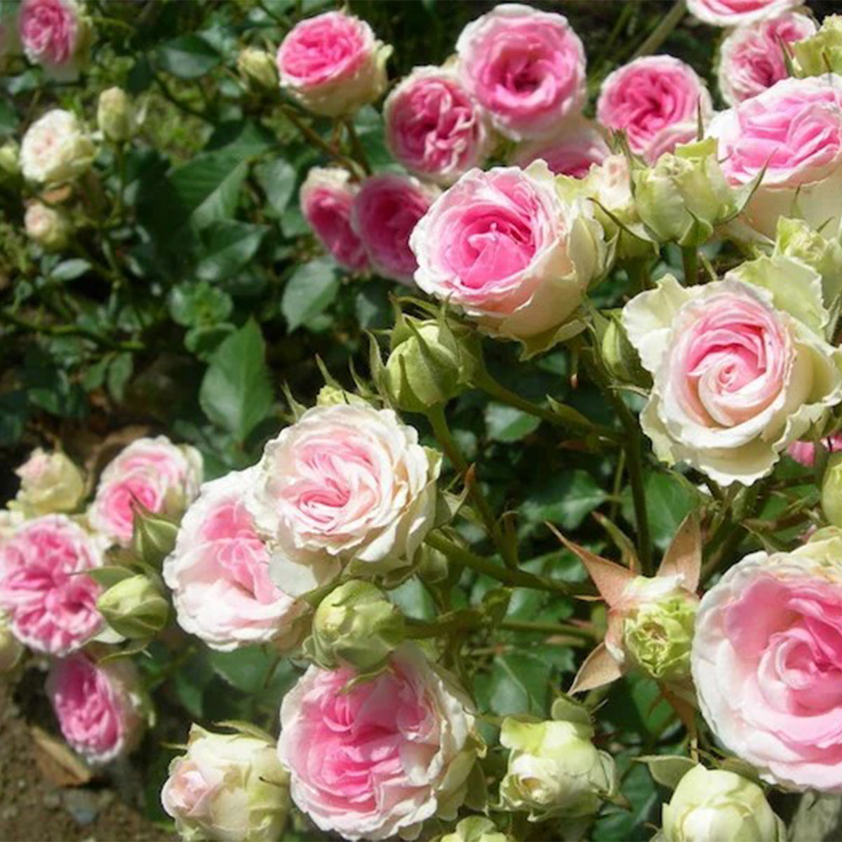 Mini Eden French Garden Climbing Rose