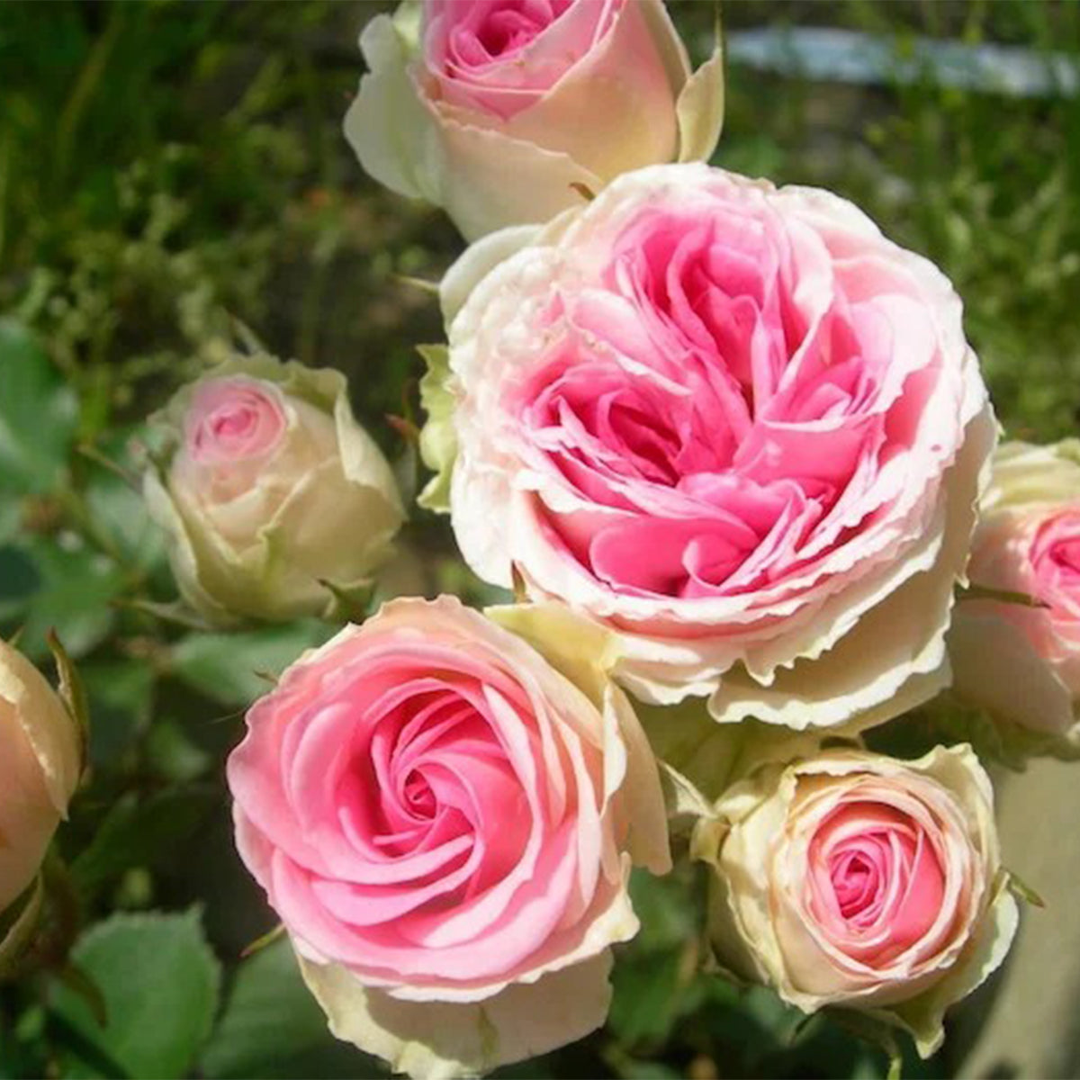 Mini Eden French Garden Climbing Rose