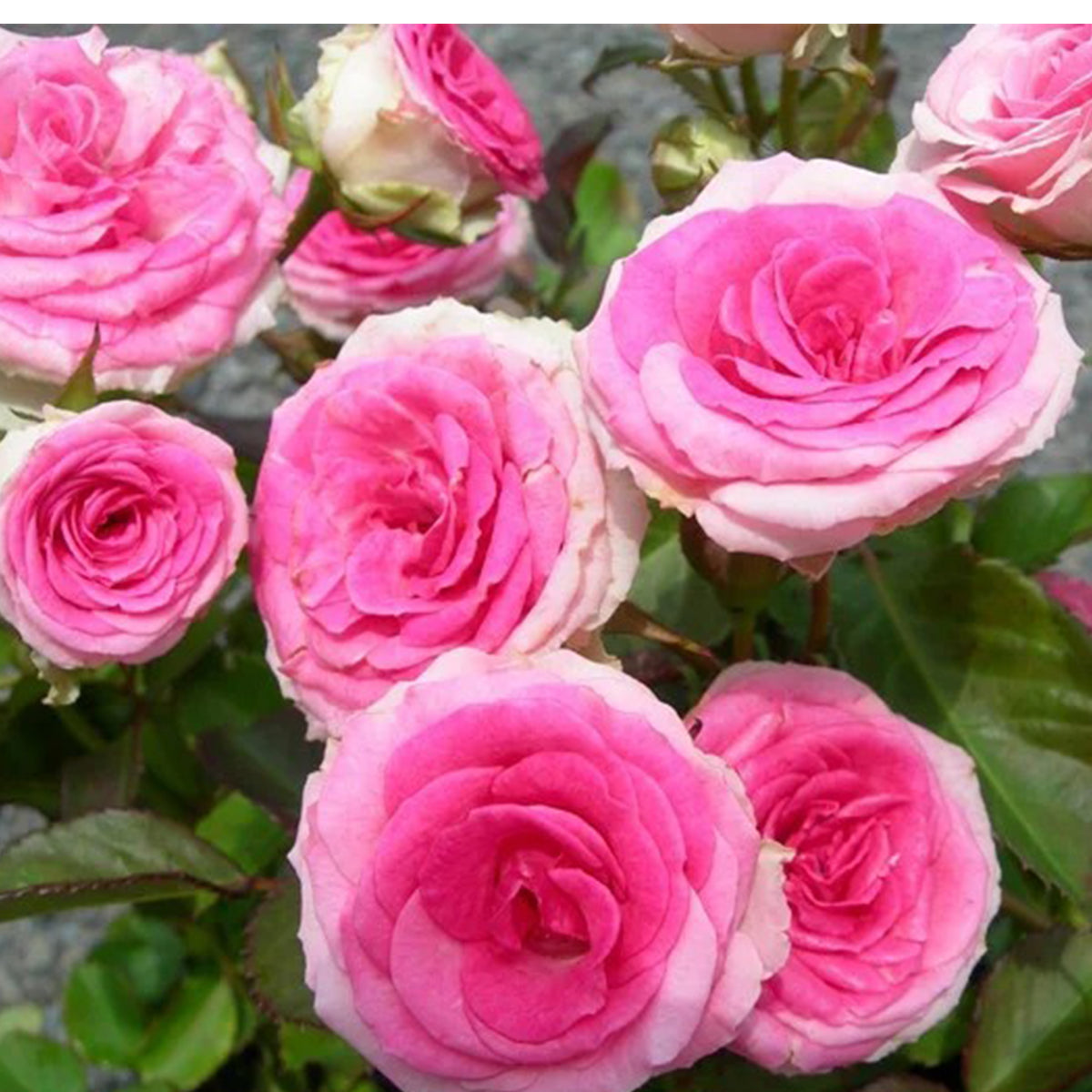 Mini Eden French Garden Climbing Rose
