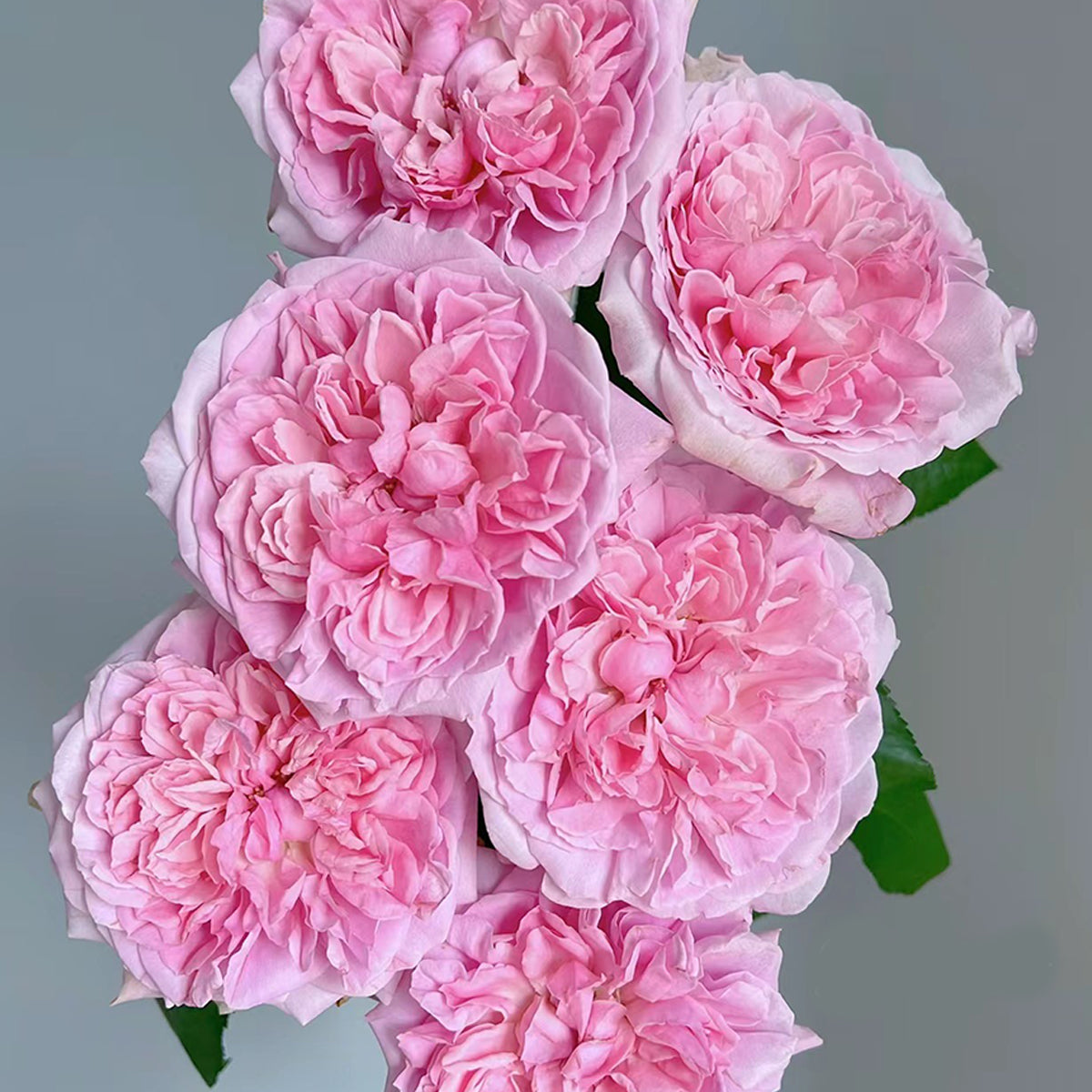 English Wedding Shrub Rose AUSimmon