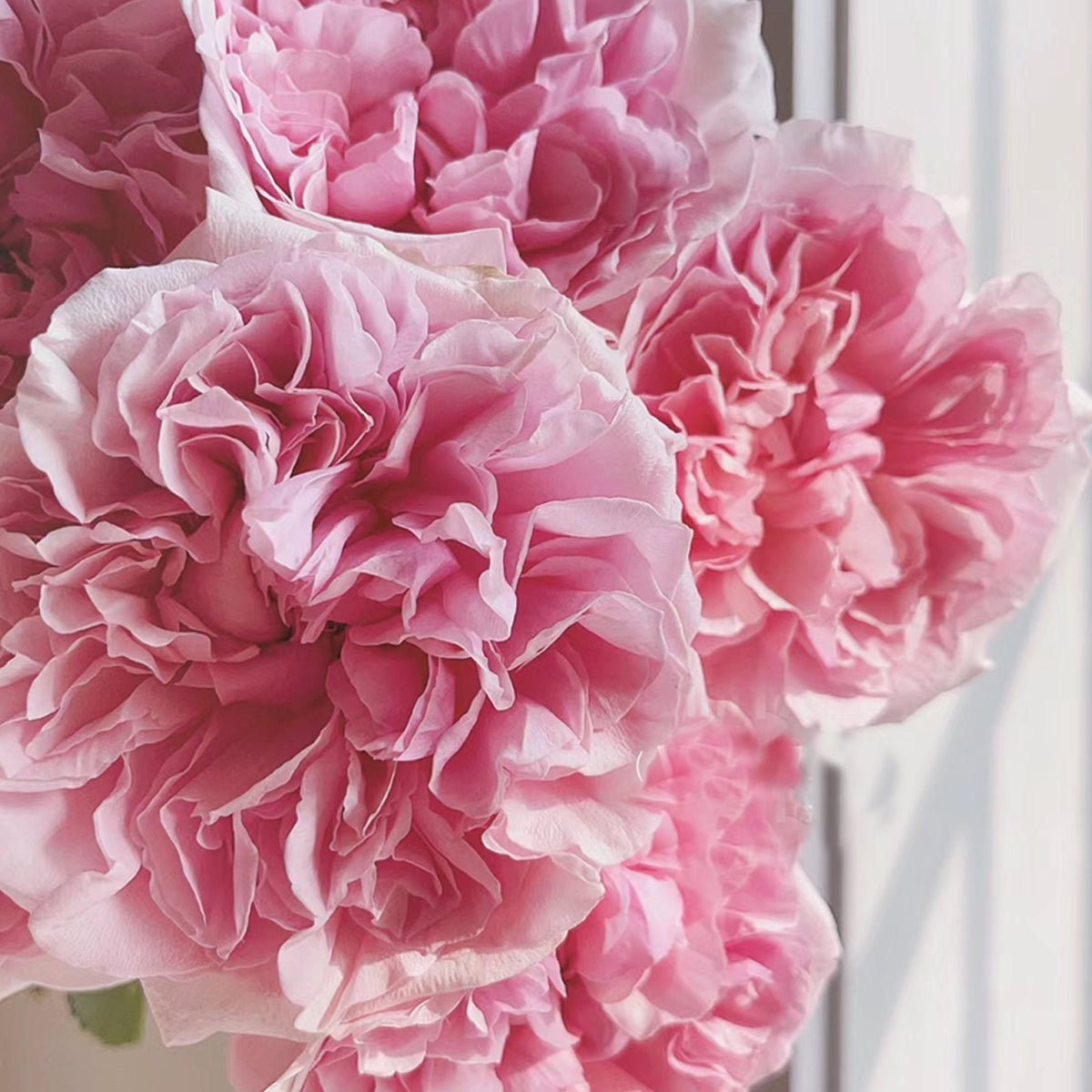 English Wedding Shrub Rose AUSimmon