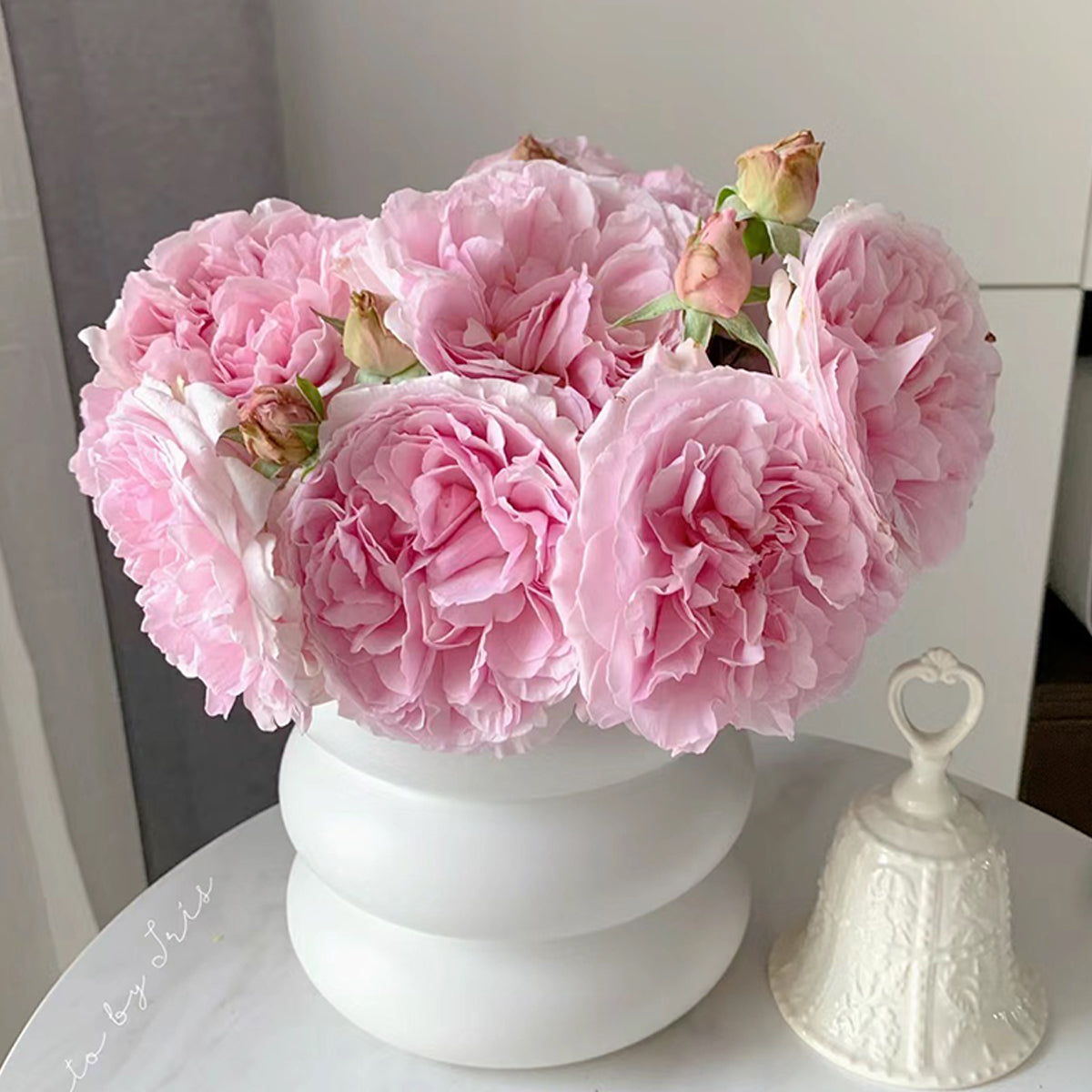 English Wedding Shrub Rose AUSimmon