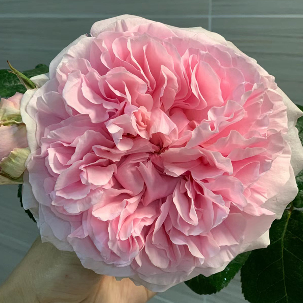 AUSimmon Rose - English Wedding Shrub Own Root | Highgarden Roses