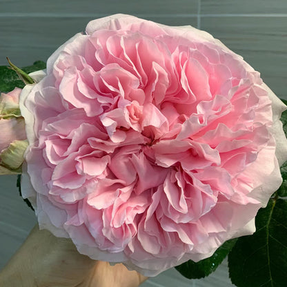English Wedding Shrub Rose AUSimmon