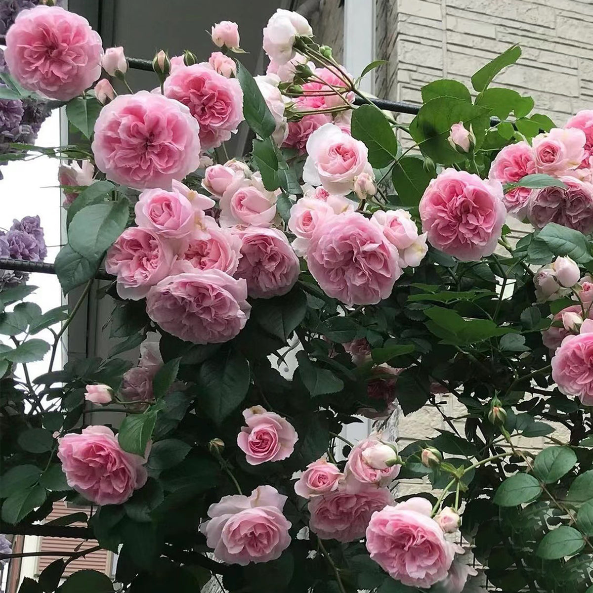 English Wedding Shrub Rose AUSimmon