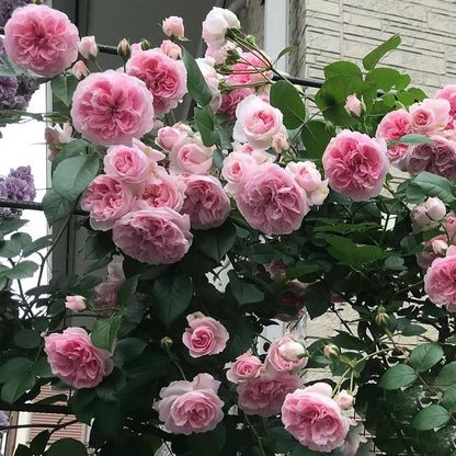 English Wedding Shrub Rose AUSimmon