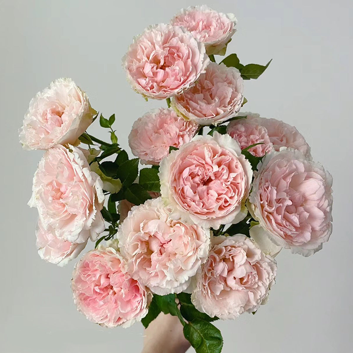 English Wedding Shrub Rose AUSimmon