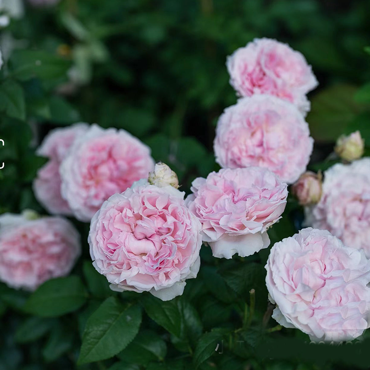English Wedding Shrub Rose AUSimmon