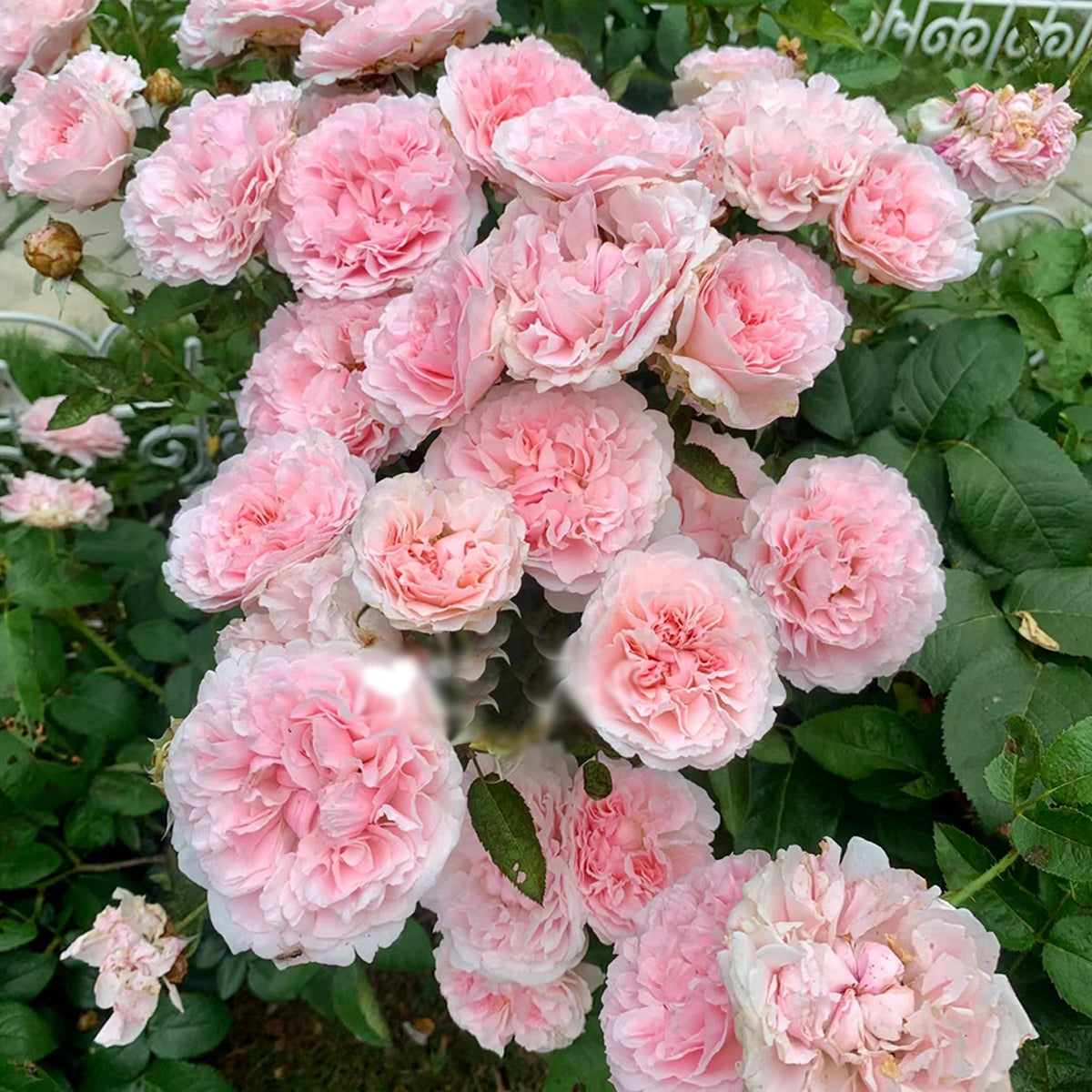 English Wedding Shrub Rose AUSimmon