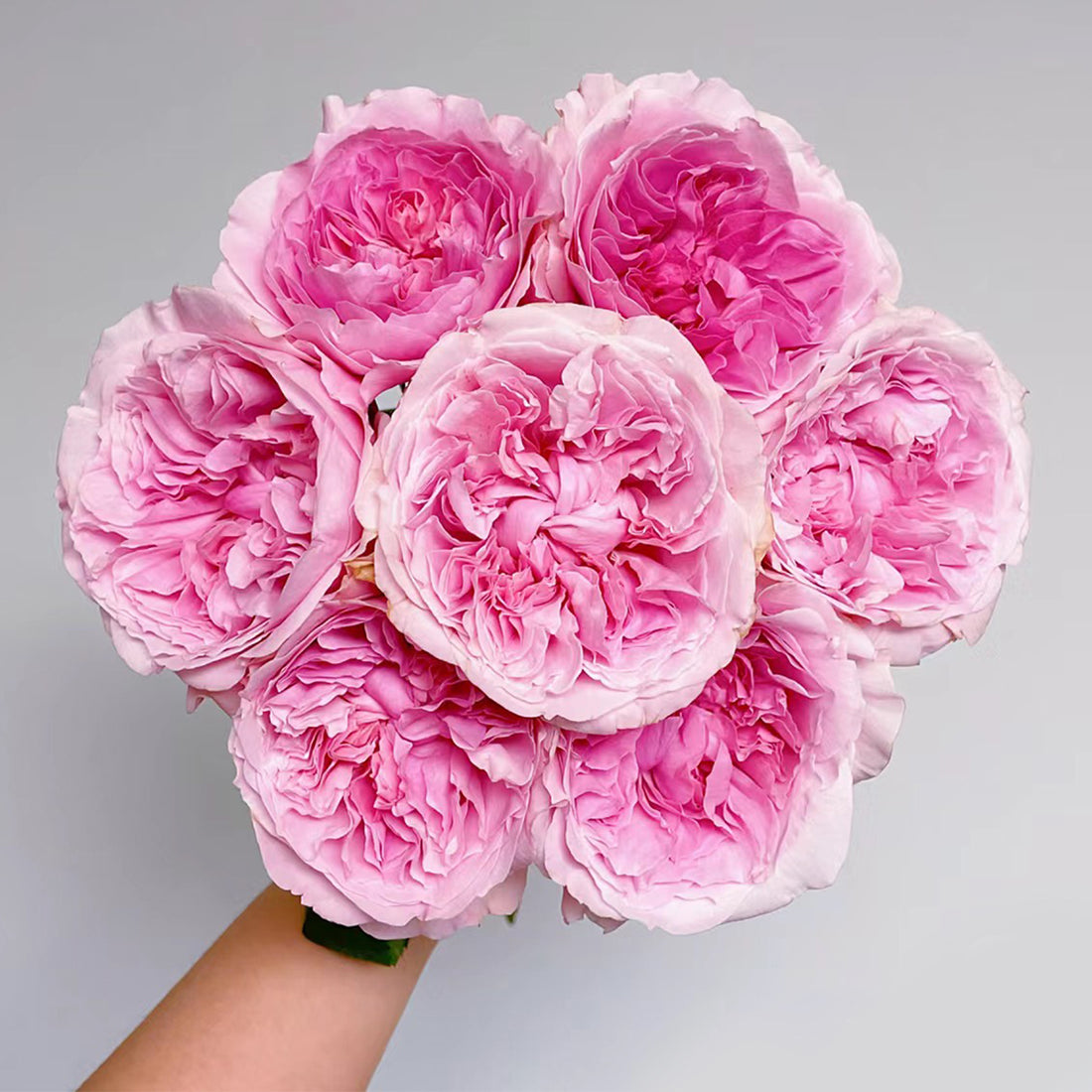 English Wedding Shrub Rose AUSimmon