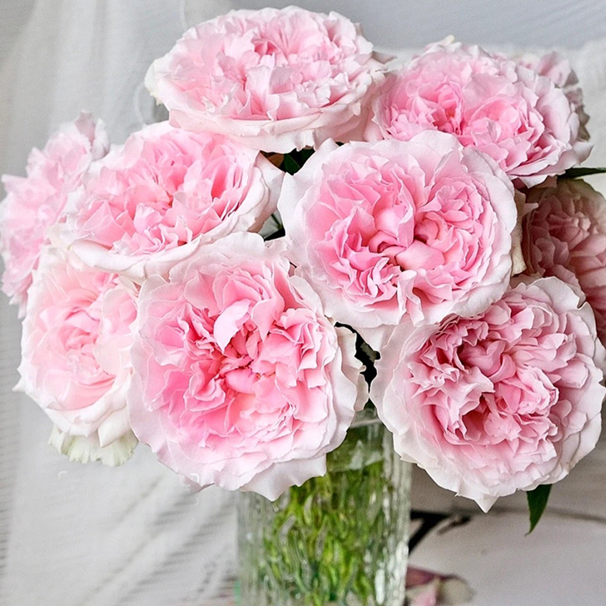 English Wedding Shrub Rose AUSimmon