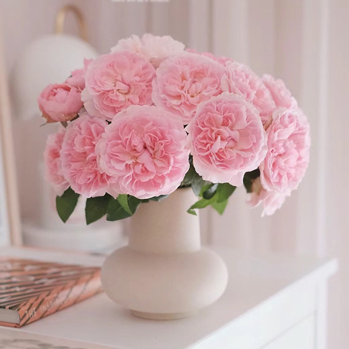 English Wedding Shrub Rose AUSimmon