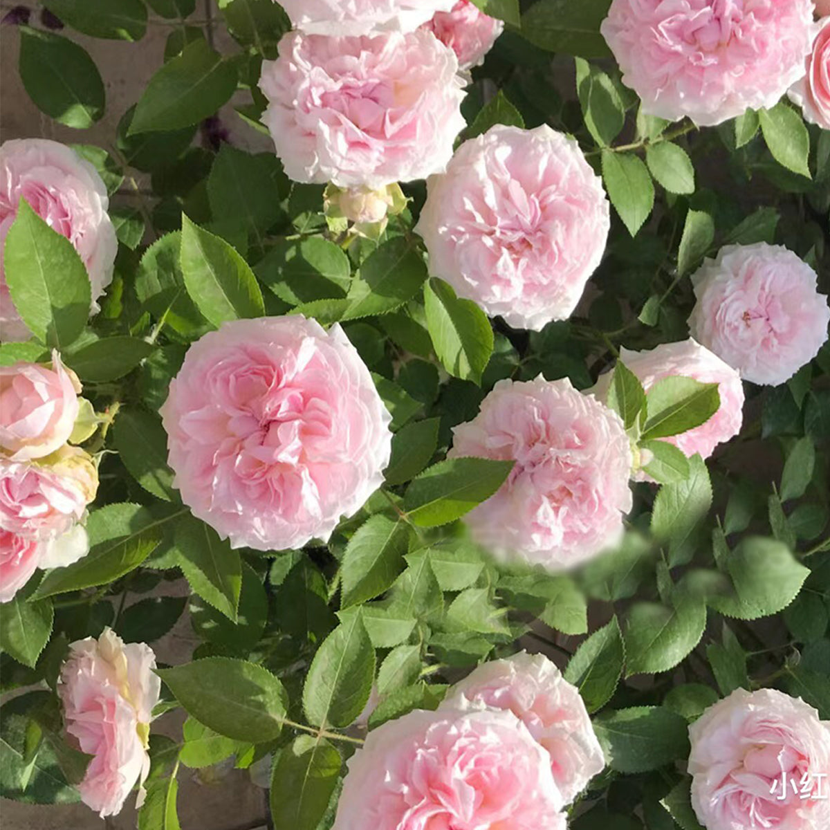 English Wedding Shrub Rose AUSimmon
