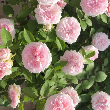 English Wedding Shrub Rose AUSimmon