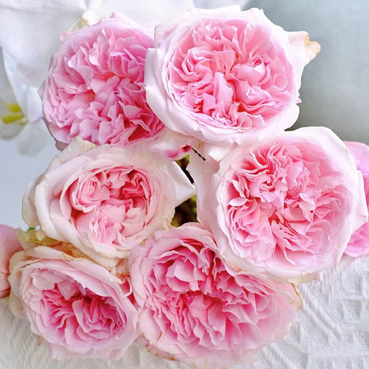 極美品【 AUSTIN REED】 ローズピンク 38 AUSimmon Rose - English Wedding Shrub Own Root | Highgarden Roses