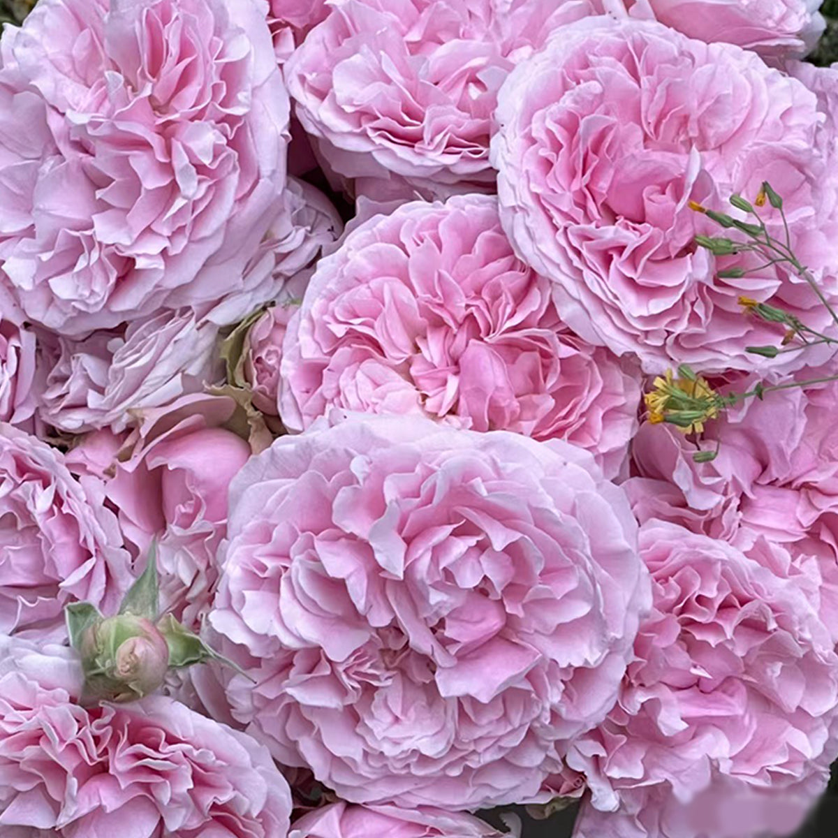 English Wedding Shrub Rose AUSimmon
