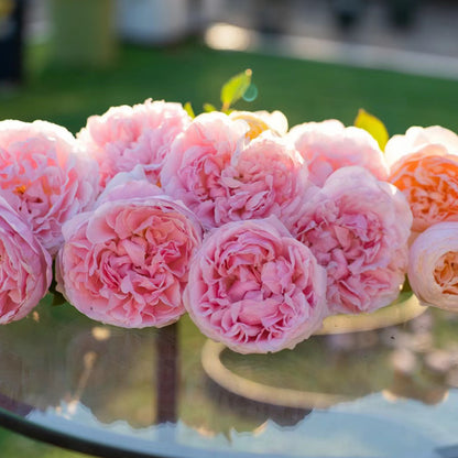 English Wedding Shrub Rose AUSimmon