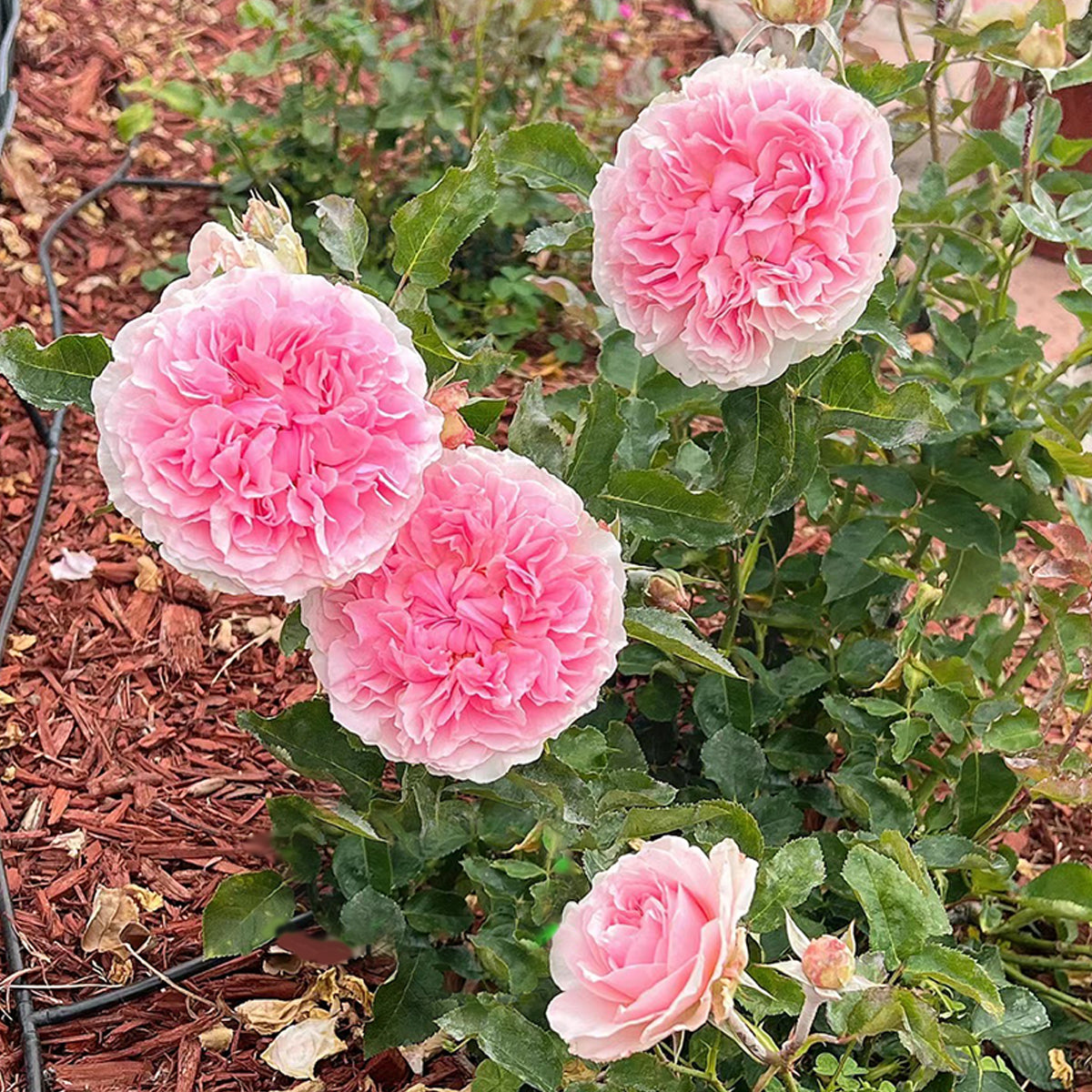 AUSimmon English Wedding Shrub Rose Bush | Highgarden Roses
