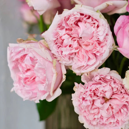 English Wedding Shrub Rose AUSimmon