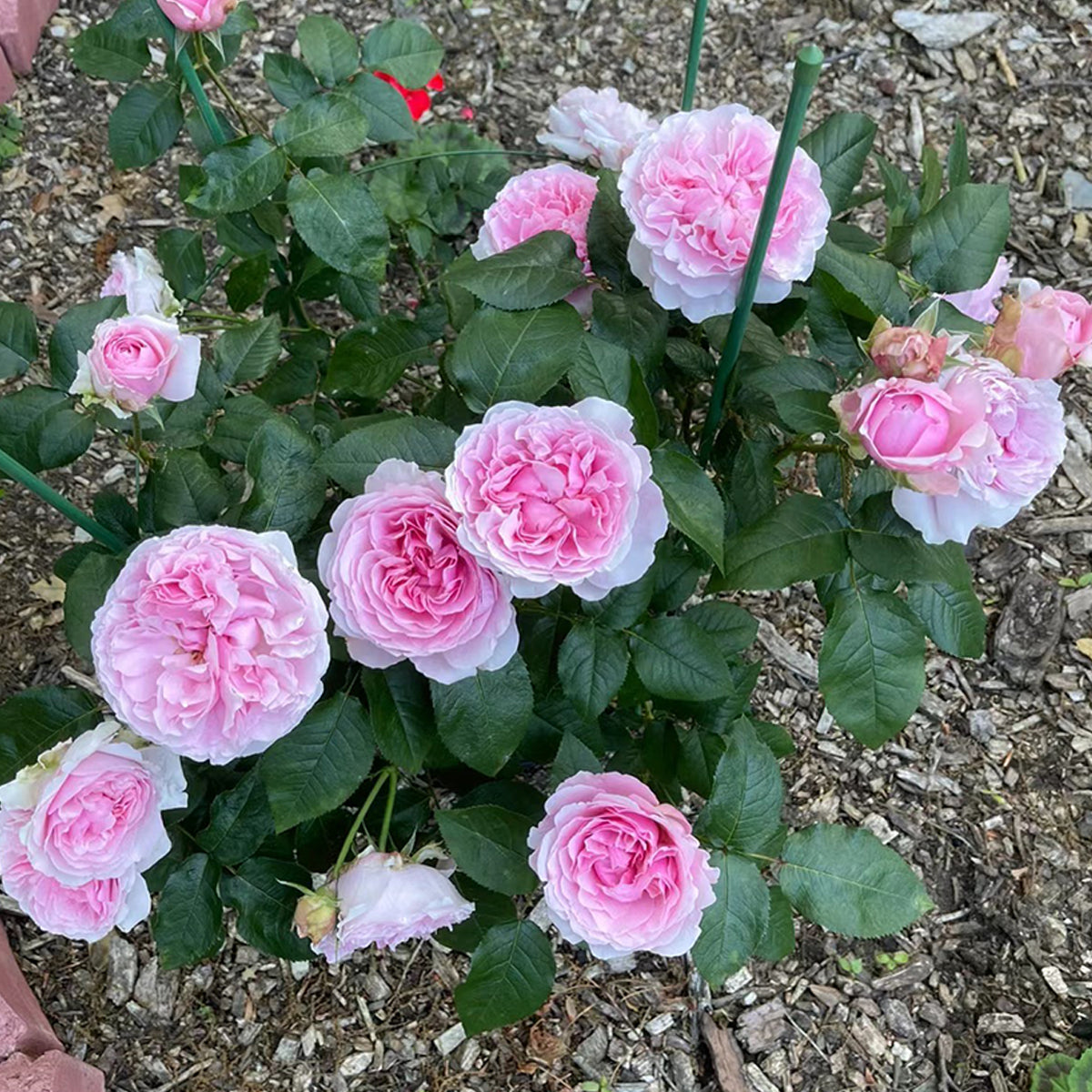 よ*ん様 ❤️開花株❤️BRIAR ROSE同一交配930Ash【ASHWOOD Keira Blush Pink English Rose | David Austin