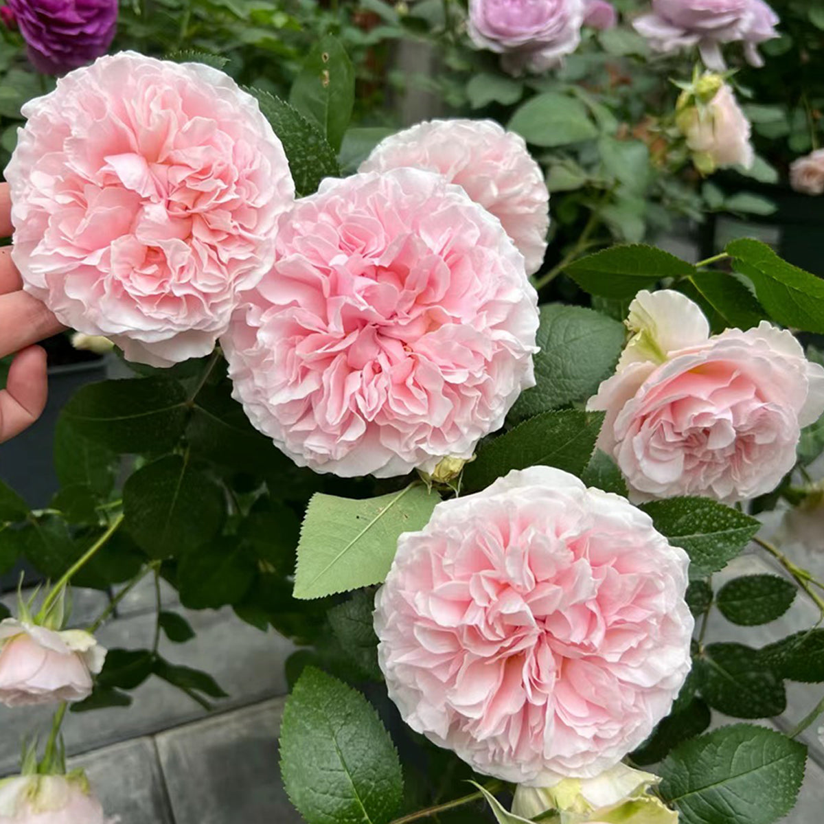 English Wedding Shrub Rose AUSimmon