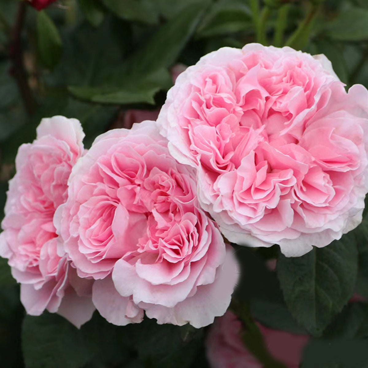 AUSimmon English Wedding Shrub Rose Bush | Highgarden Roses