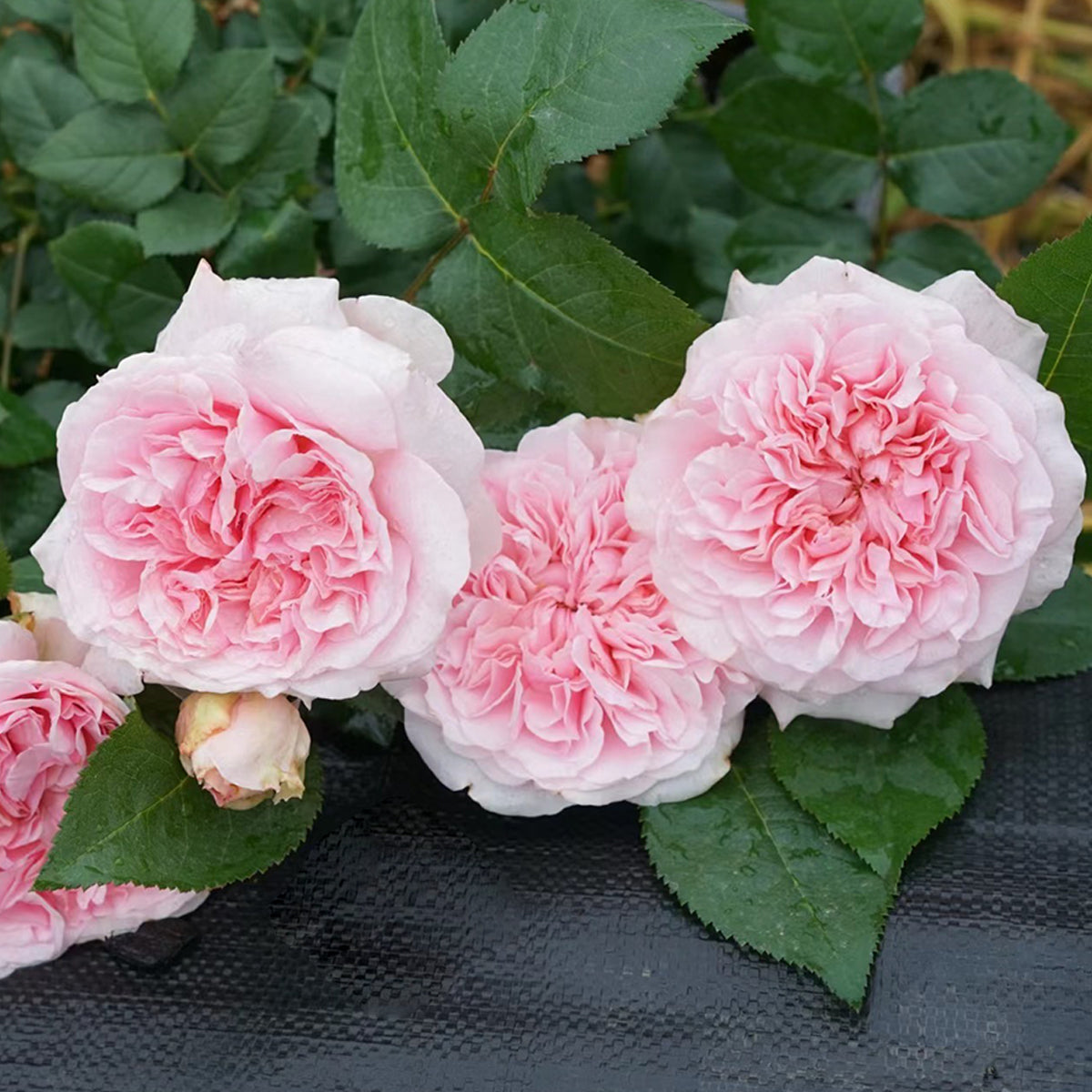 English Wedding Shrub Rose AUSimmon