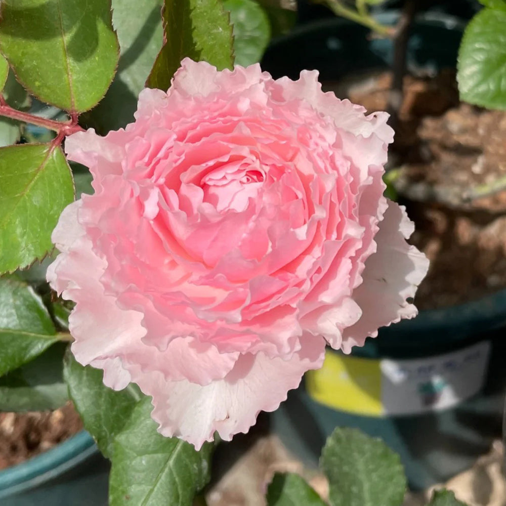 Misaki Nadeshiko Japanese Florist Shrub Rose For Sale – Highgarden