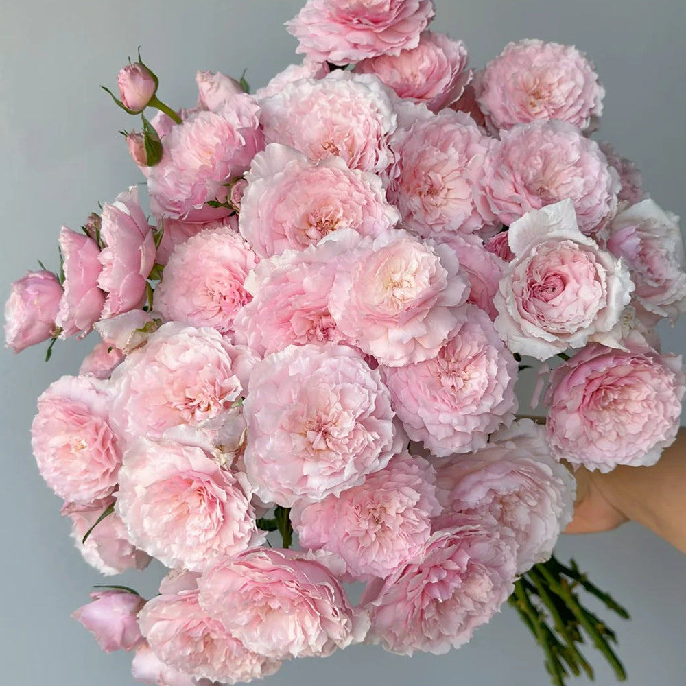Misaki Nadeshiko Japanese Florist Shrub Rose
