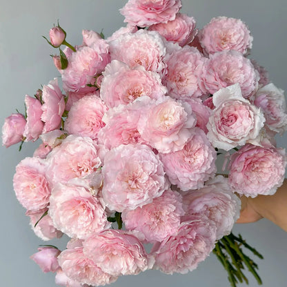 Misaki Nadeshiko Japanese Florist Shrub Rose
