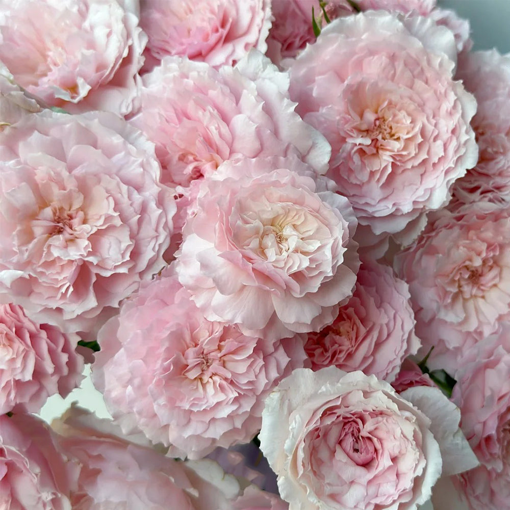 Misaki Nadeshiko Japanese Florist Shrub Rose