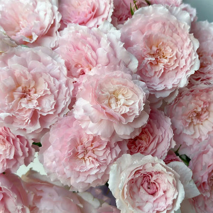 Misaki Nadeshiko Japanese Florist Shrub Rose