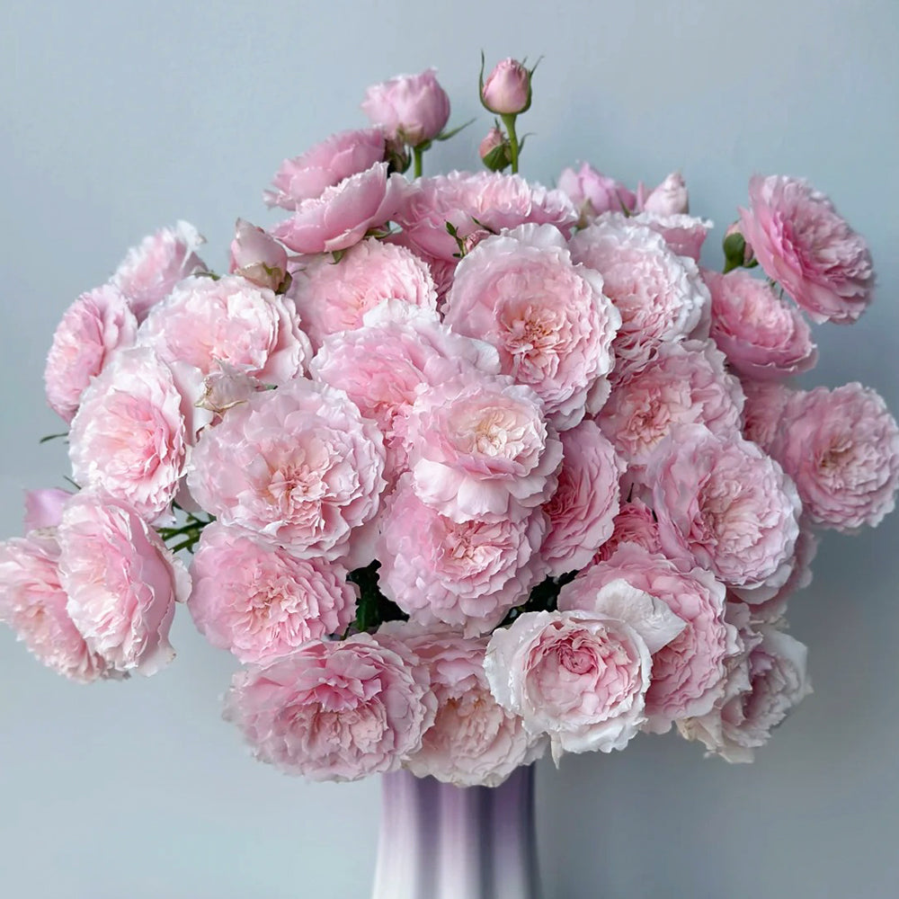 Misaki Nadeshiko Japanese Florist Shrub Rose For Sale – Highgarden