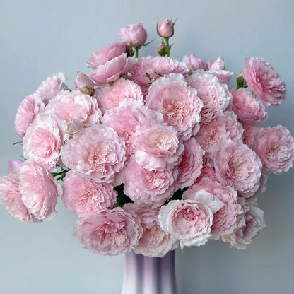 Misaki Nadeshiko Japanese Florist Shrub Rose