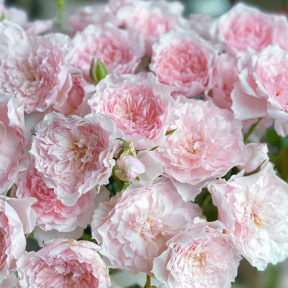 Misaki Nadeshiko Japanese Florist Shrub Rose