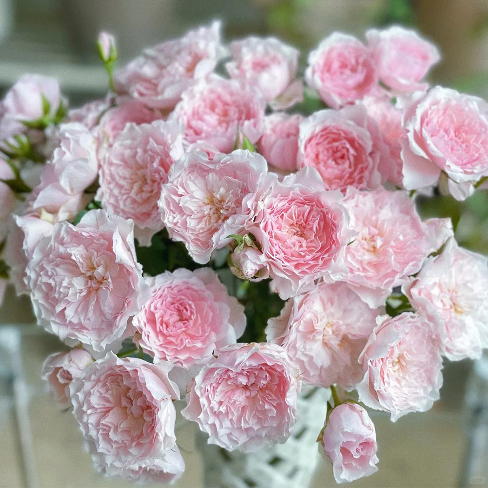 Misaki Nadeshiko Japanese Florist Shrub Rose For Sale – Highgarden