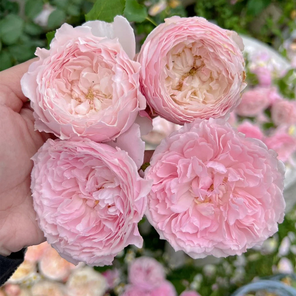 Misaki Nadeshiko Japanese Florist Shrub Rose For Sale – Highgarden