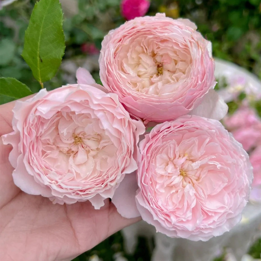 Misaki Nadeshiko Japanese Florist Shrub Rose