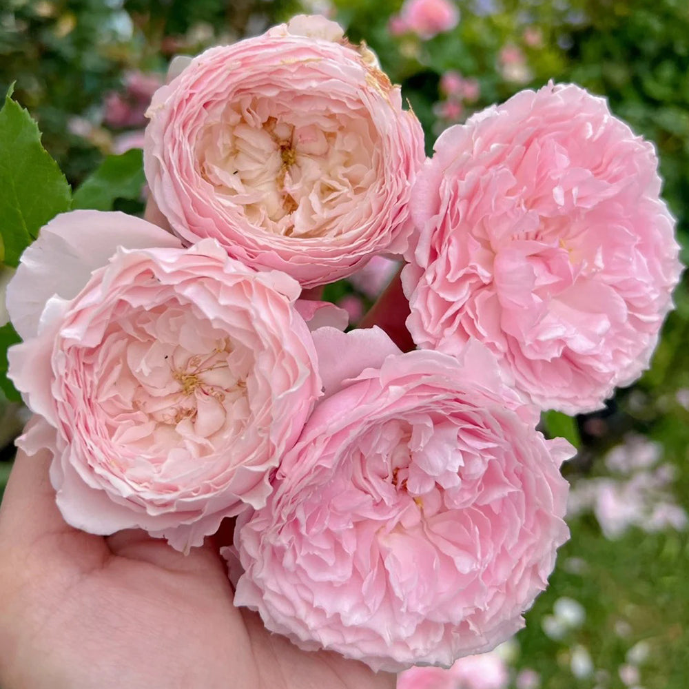 Misaki Nadeshiko Japanese Florist Shrub Rose For Sale – Highgarden