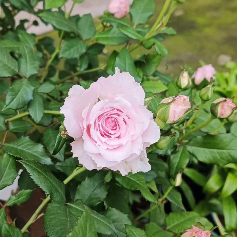 Misaki Nadeshiko Japanese Florist Shrub Rose