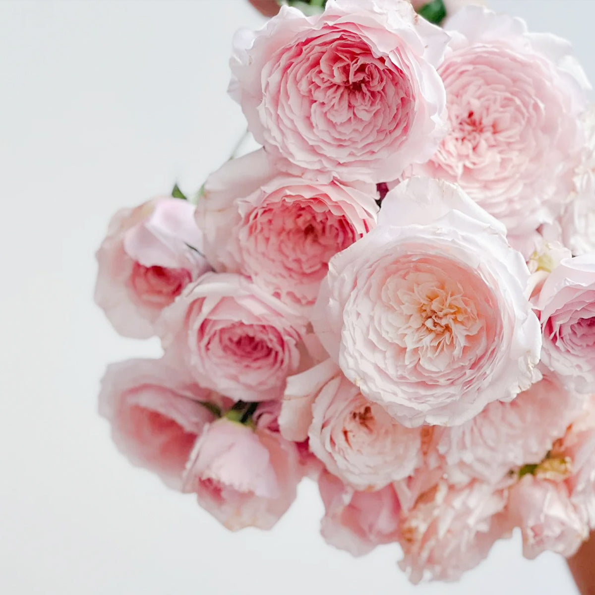 Misaki Japanese Florist Shrub Rose – Highgarden Roses