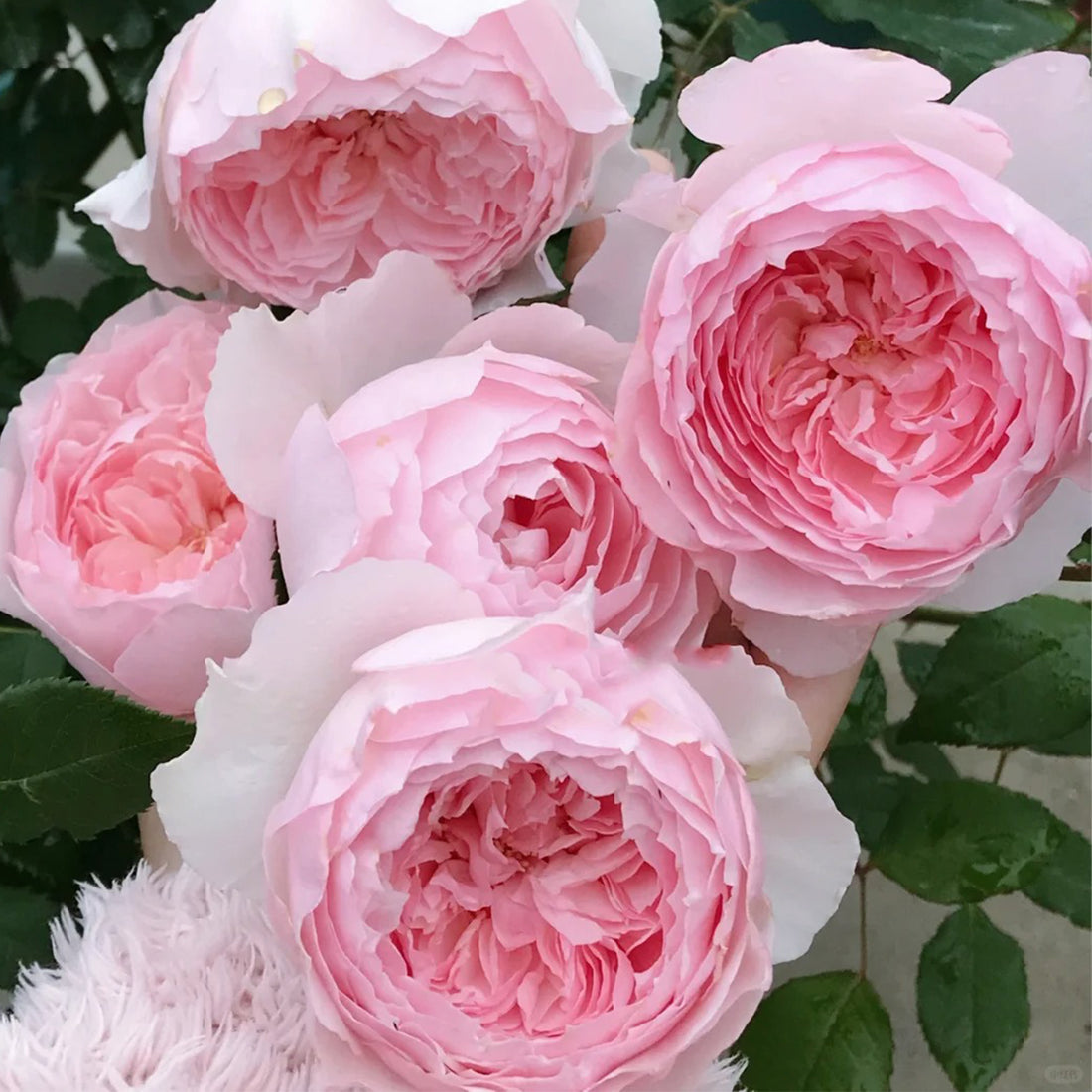 Misaki Japanese Florist Shrub Rose