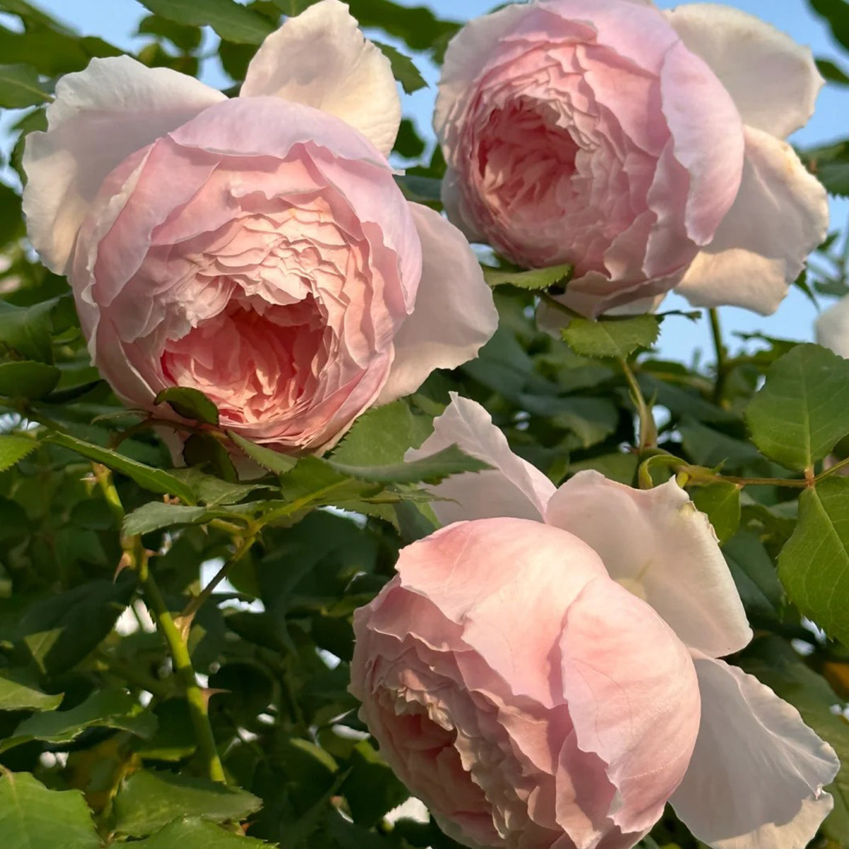 Misaki Japanese Florist Shrub Rose – Highgarden Roses