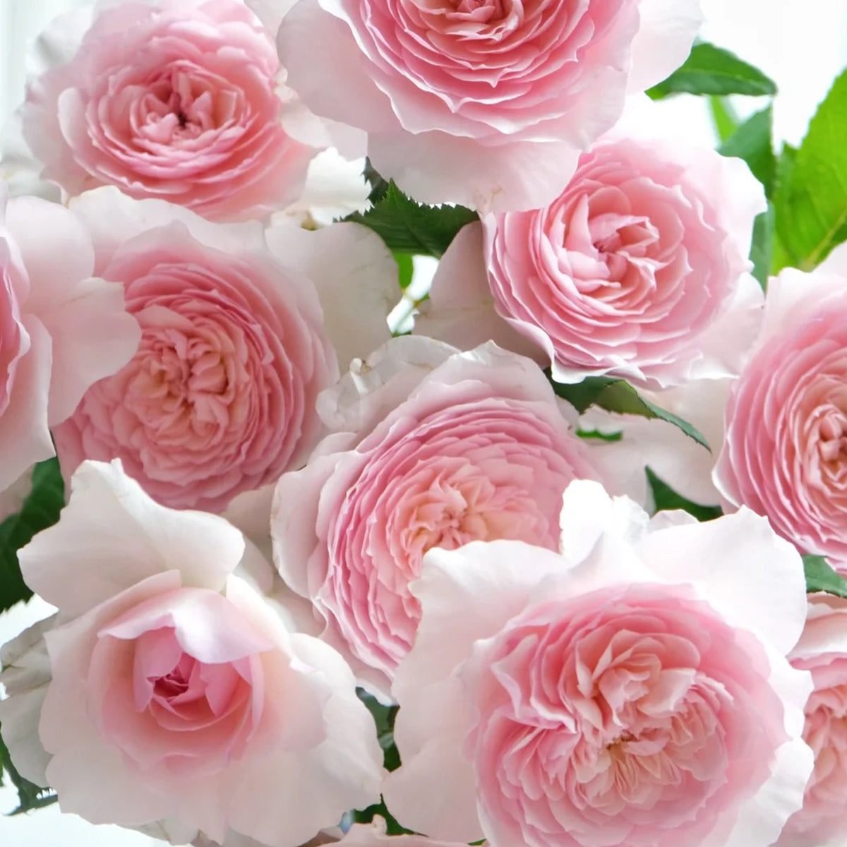 Misaki Japanese Florist Shrub Rose – Highgarden Roses
