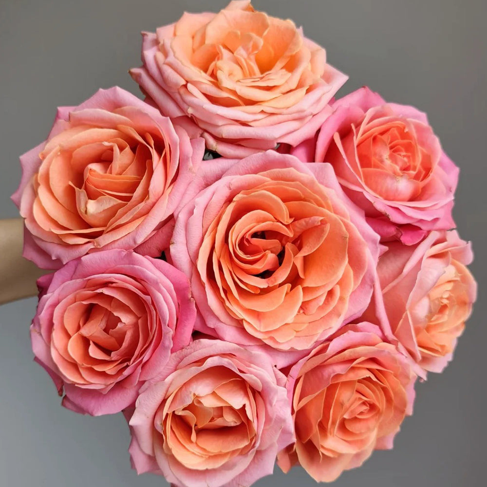 Miss Piggy Netherlands Florist Shrub Rose