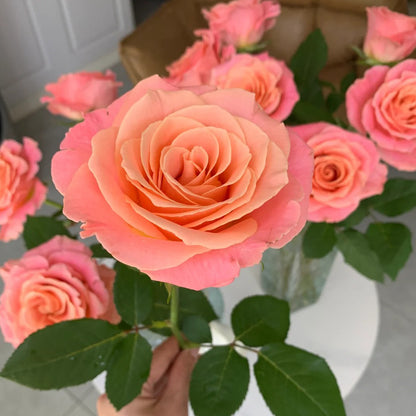 Miss Piggy Netherlands Florist Shrub Rose