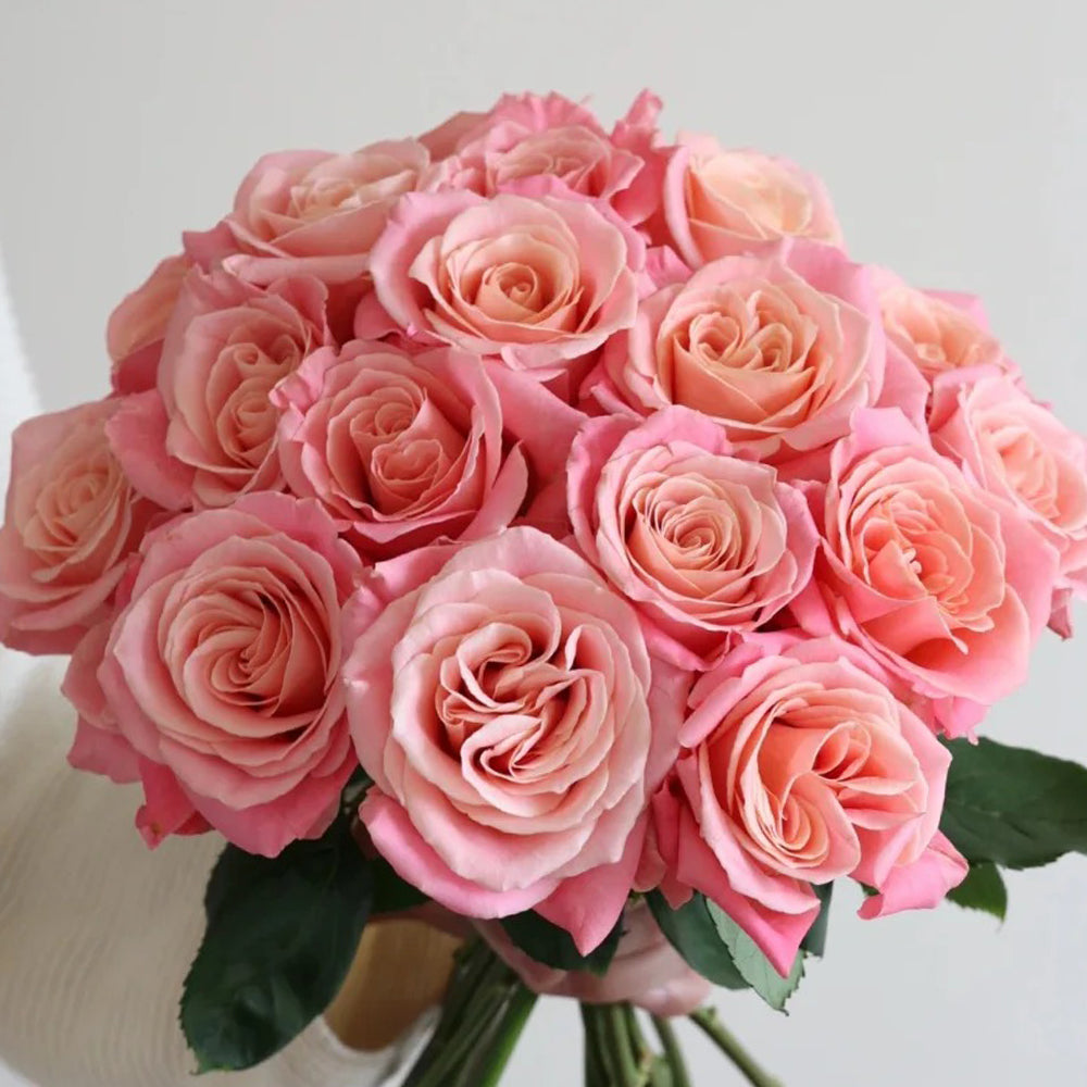 Misha&Puff ロンギース アンティークローズ 0-6m Miss Piggy Dutch Florist Shrub Rose – Highgarden Roses