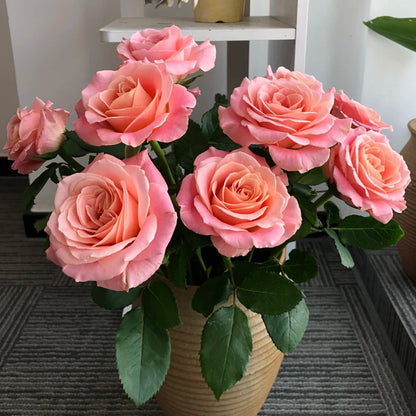 Miss Piggy Netherlands Florist Shrub Rose